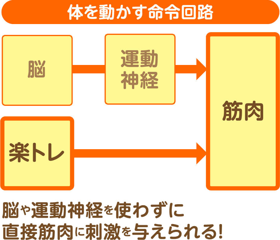 体を動かす命令回路:楽トレは脳や運動神経を使わずに直接筋肉に刺激を与えられる