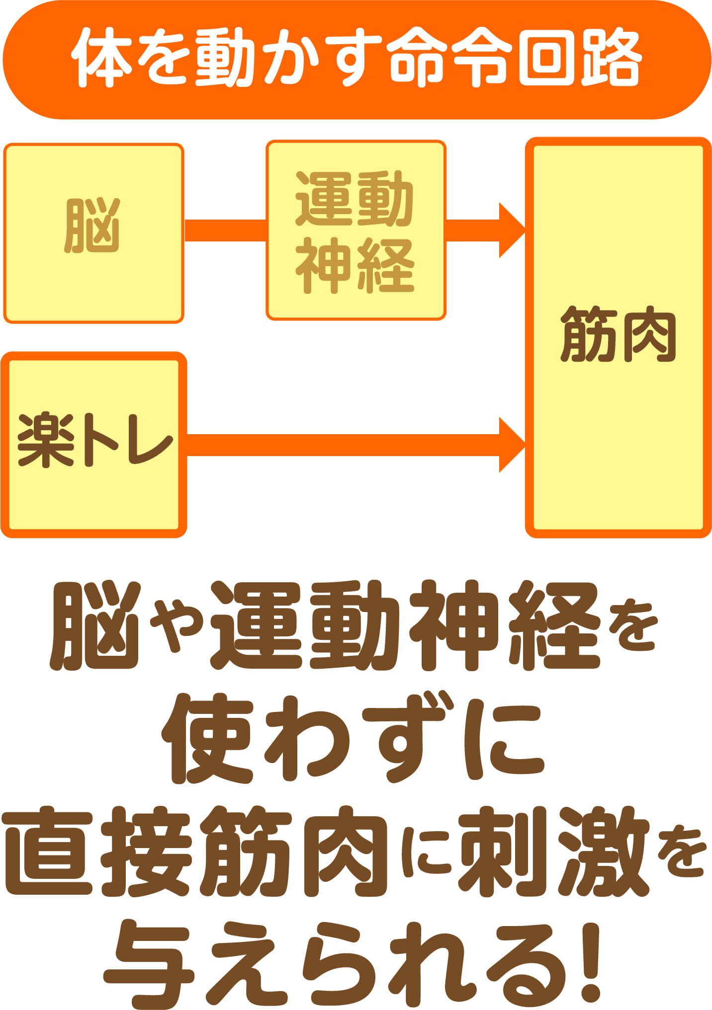 体を動かす命令回路:楽トレは脳や運動神経を使わずに直接筋肉に刺激を与えられる